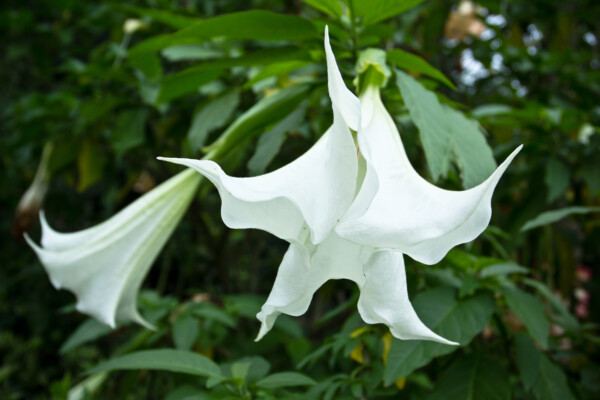 White datura in xiamen rainforest world, China
