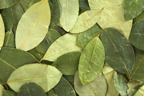 Dried coca (lat. Erythroxylum coca) leaves as background. In Peru coca leaves are drunk as tea and they are traditionally chewed in the mountains to help against altitude sickness