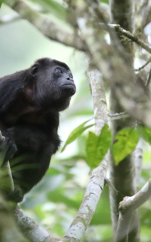 Howler monkey in Jama scouting for 2026